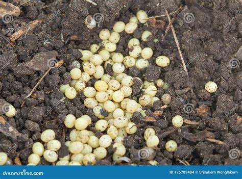 Snail Eggs in Soil Nature Shell Stock Photo - Image of nature ...