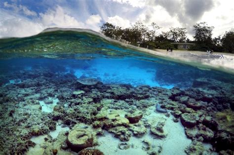 Patrimonio Mundial Contin A En Deterioro La Gran Barrera De Coral