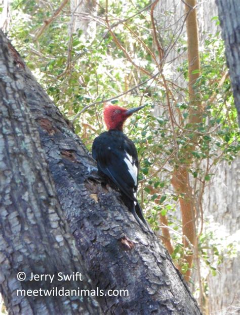 Argentina - Meet Wild Animals