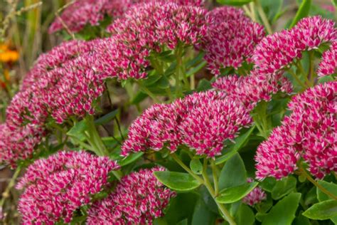 890 Sedum Spectabile Stock Photos Pictures And Royalty Free Images Istock