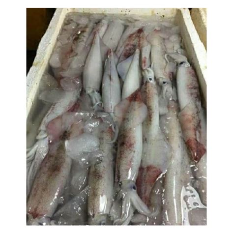 Jual Cumi Bangka Segar Cumi Jumbo Kg Seafood Segar Fresh Bergaransi