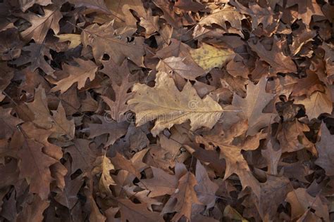 Quercus Rubra Leaves on the Ground Stock Image - Image of botany ...