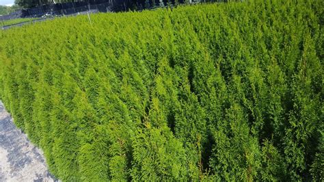 Tuja Thuja Tuje Szmaragd Kopana Z Gruntu 150 170cm Blachownia OLX Pl