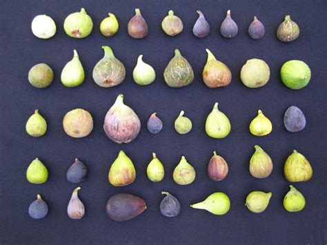 9 fig tree varieties types of fig trees – Artofit