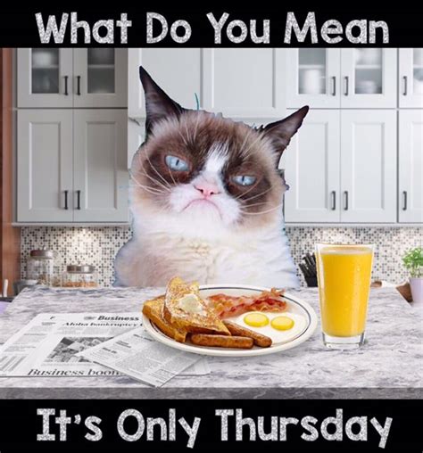 Grumpy Cat Grumpy Cat Grumpy Cat Humor Coffee Meme Funny