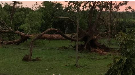 Vendaval destelha casas e derruba árvores em Cruzeiro do Sul Juruá