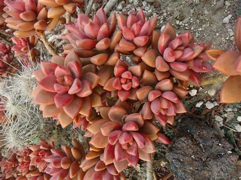 Graptosedum Vera Higgins Groovy Plants Ranch Cool Plants