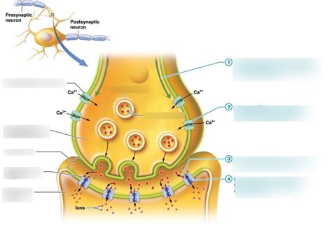 The Synapse Diagram Quizlet