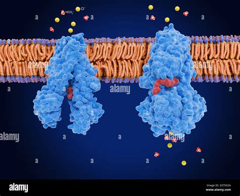 Illustration Of Cystic Fibrosis Transmembrane Conductance Regulator