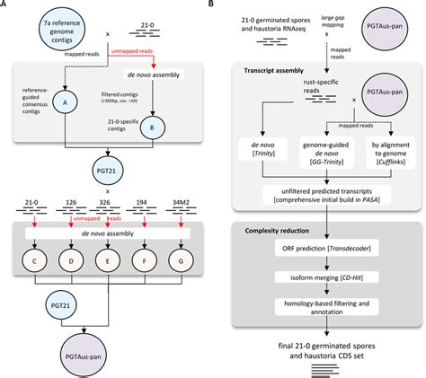 Flow Chart Diagrams Illustrating Genome And Transcriptome Assembly