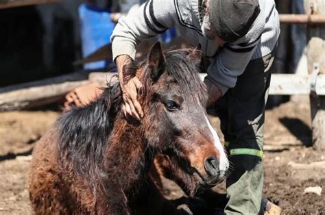 Se Confirm La Muerte Del Primer Argentino Por Encefalitis Equina Hay