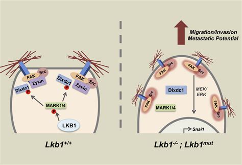 An AMPK Independent Signaling Pathway Downstream Of The LKB1 Tumor