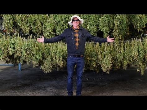 Mastering Cannabis Plant Recovery Ed Rosenthal S Rainstorm Repair Tips