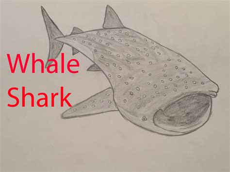 Whale Shark Sketch at PaintingValley.com | Explore collection of Whale ...