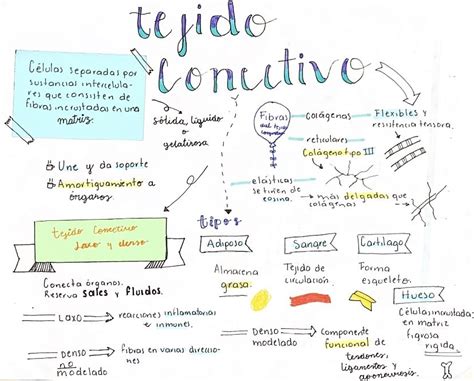 Arriba Imagen Tejido Conjuntivo Mapa Mental Abzlocal Mx