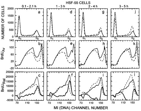 Number Of Cells Brdu Av Incorporation And Brdu Rel Incorporation As