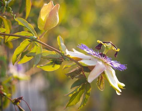 Premium Photo Beautiful Flower Plants Passion Flower Passiflora