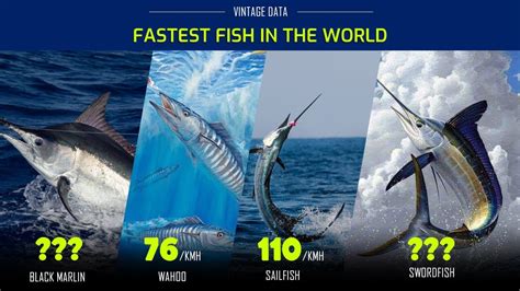 Fastest Fish In The World Fastest Fish In The Ocean Youtube