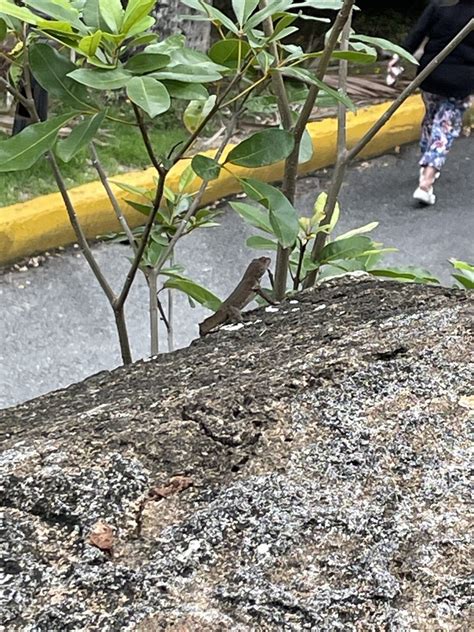 Crested Anole From Calle De San Sebastian San Juan Puerto Rico US On