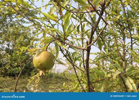 Pomegranate on Tree in Farm Stock Image - Image of fresh, health: 280996087