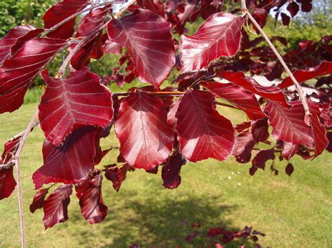 Fagus Sylvatica Atropurpurea Group Big Heart Tree Care