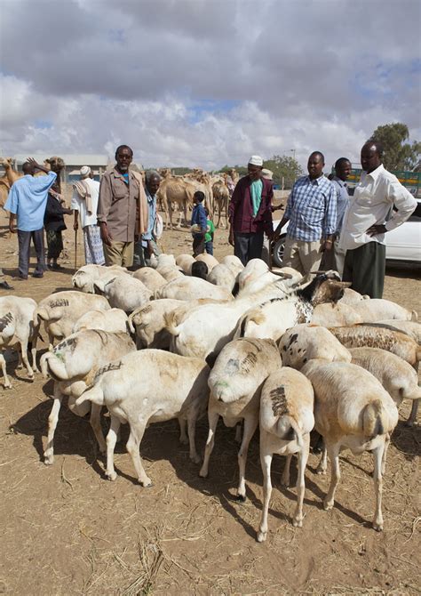 Livestock Market In Hargeisa Somaliland Livestock Farming Flickr