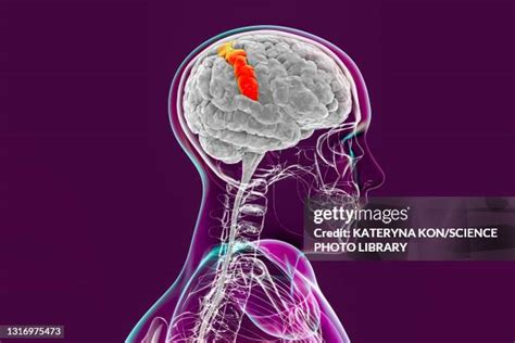 12 Primary Somatosensory Cortex Stock Photos, High-Res Pictures, and Images - Getty Images