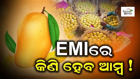 Alphonso Mango Price Per Kg Rs 1300 Hapus Mango Ratnagiri