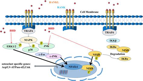 Frontiers Bushen Huoxue Decoction Inhibits Rankl Stimulated