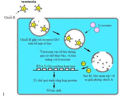 Luận văn xây dựng quy trình xác định vi khuẩn verotoxigenic escherichia