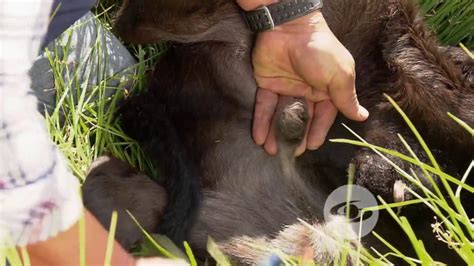 El arte de la castración Descubre cómo se castra un toro y su impacto