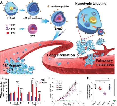 Cancer Cell Membrane Coated Biomimetic Nanoparticles For Targeted