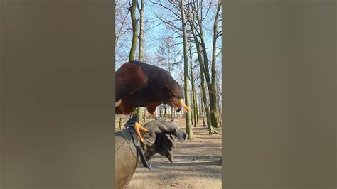 Myszołowiec Towarzyski Harris Hawk Youtube