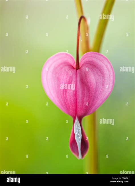 Bleeding Heart Flower Stock Photo - Alamy