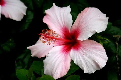 All About Hibiscus Flower Meaning And Symbolism