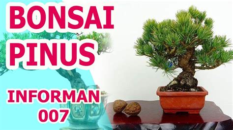 Mengenal Bonsai Pinus Sebagai Bonsai Termahal Di Dunia Youtube