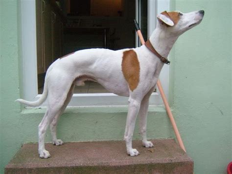 A Whippet X Jack Russel Whippet Jack Russell Lurcher