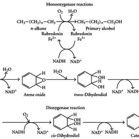 Metabolic Pathway Of Hydrocarbon Degradation By Pseudomonas Aeruginosa