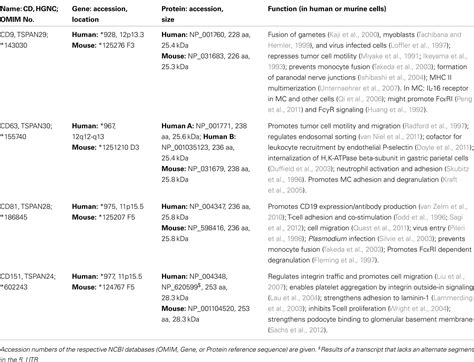 Frontiers Tetraspanins In Mast Cells Immunology