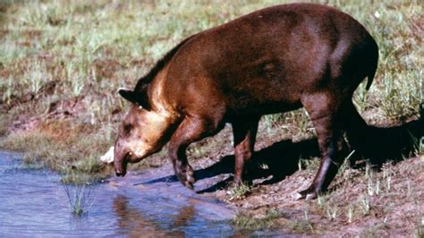 Tapir | mammal | Britannica