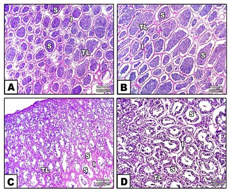 Photomicrograph Showing The Histological Features Of The Testis Of Nile Download Scientific