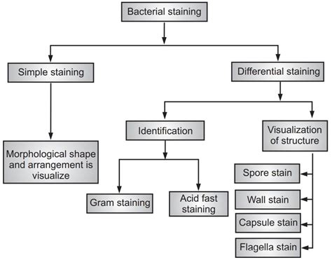 Identification of Bacteria Using Staining Techniques