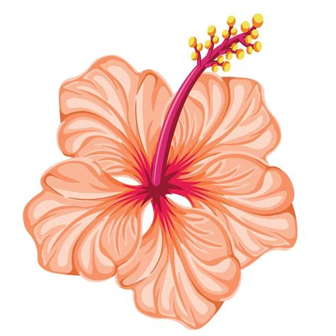 Hand Drawn Hibiscus Flower 44849250 Vector Art At Vecteezy