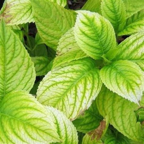 Гортензия крупнолистная Боденси (hydrangea macrophylla Bodensee ...