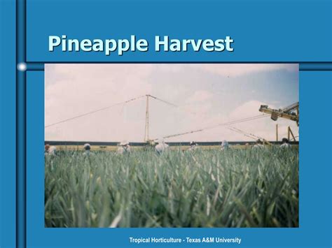 Ppt Pineapples Powerpoint Presentation Free Download Id159562