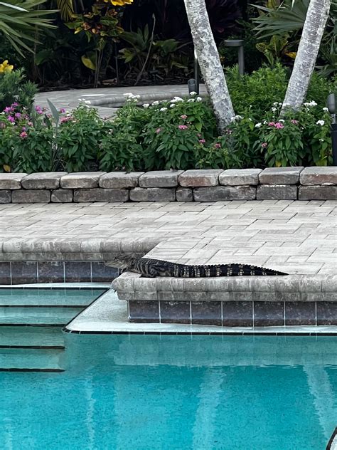 Gator At Pool The Reserve At Pelican Landing