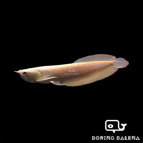 Brbn Albino Silver Arowana Arowana Fish Albino Fish Ikan Kelisa