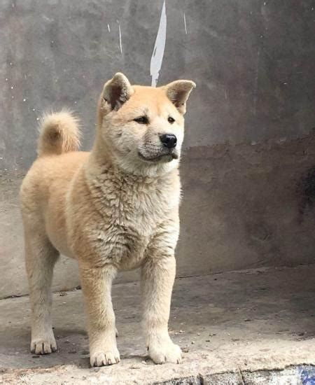 中华田园犬 快懂百科