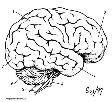 Drawing Of The Brain With Labels At Getdrawings Free Download