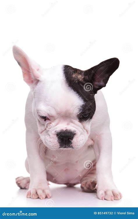 Sad Little Female French Bulldog Puppy Dog Is Sitting Stock Photo